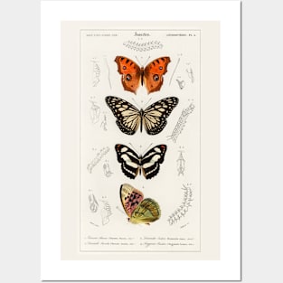 Collection of Butterflies Posters and Art